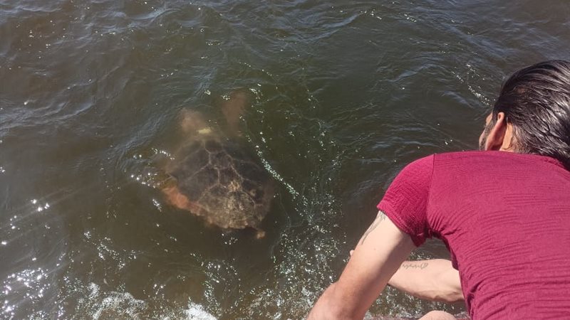 إنقاذ السلاحف بمحمية