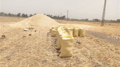 استلام 280 ألف و465 طن قمح 