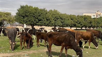 تسليم (22) رأس ماشية للأسر الأولى بالرعاية بقرى مركز نجع حمادي في قنا