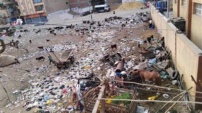 بيأكلوهم من الزبالة.. سكان شارع الترعة بالمحلة يشكون من انتشار الخراف بالشوارع