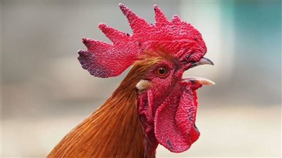 صلاح الدين الأيوبي..يمنع “الديك”من الصياح في لبنان..وسخرية على مواقع التواصل