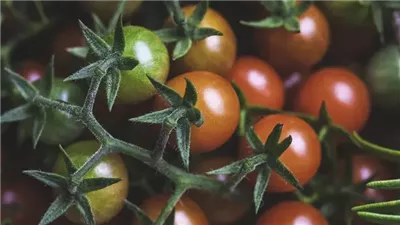 أفضل 10 أطعمة لصحة المفاصل من المطبخ.. ودّع الألم والالتهاب 