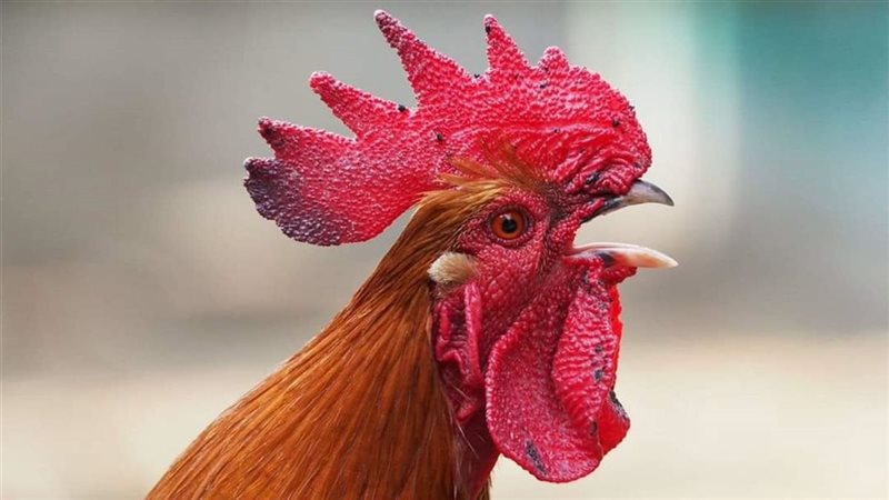 صلاح الدين الأيوبي..يمنع