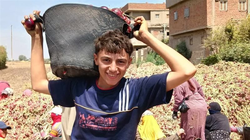 موسم حصاد البصل باسنا