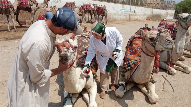 قوافل علاجية مجانية،