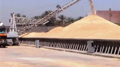 التموين: تحسّن ملحوظ في توريد القمح المحلي.. وإغلاق بعض نقاط الاستلام 