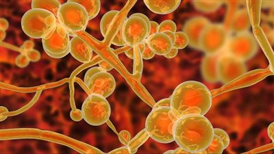 من لعنة الفراعنة إلى أمل للسرطان: فطر غامض يعيد كتابة المصير