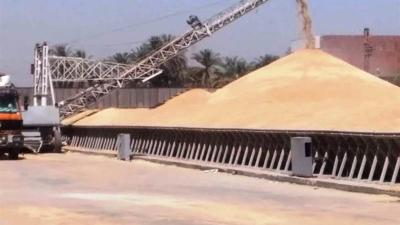 توريد القمح