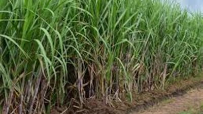 فوائد «شتلات القصب» تزيد الإنتاجية وتقلل استهلاك المياه | خاص