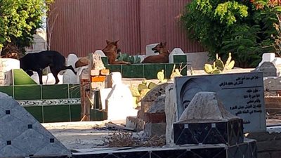 من عمرو بن العاص إلى محافظ دمياط: المقابر تحولت لـ