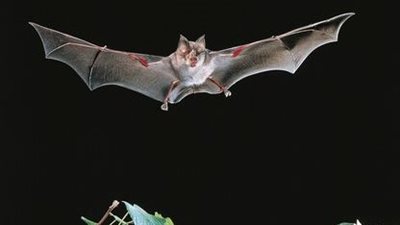 بعد كوفيد-19.. الصين تكتشف فيروسات جديدة بالخفافيش قد تؤدي لجائحة قاتلة