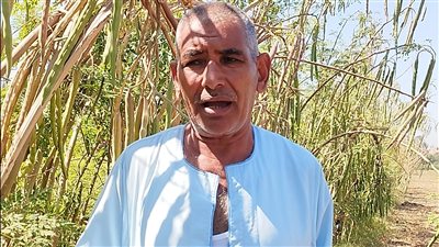 مزارع قناوي يحقق نجاحاً بزراعة «المورينجا» ويتوسع في التصدير لألمانيا