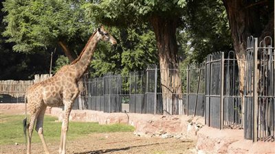 مدير حديقة الحيوان: الأسعار ستكون مناسبة للجميع .. ولن يُحرم أحد من الزيارة