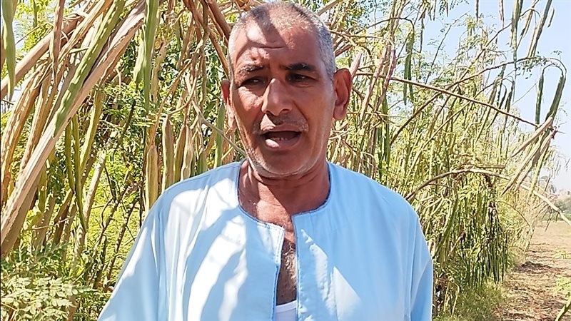 مزراع قناوي