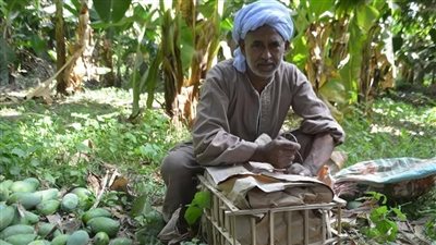 عويسي وسكري وألفونس.. إقبال كبير من التجار على مزاد المانجا في قنا | بث مباشر