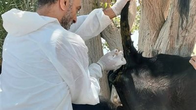 الطب الوقائي: جهود لمنع انتشار الأوبئة وعلاج 572 حالة ماشية وطيور |صور