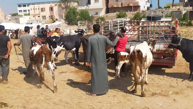 جانب من الحملات