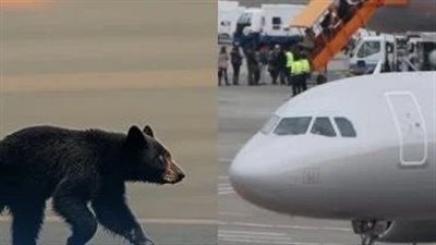 دب يقتحم مطار في اليابان ويجبر السلطات على إلغاء الرحلات الجوية