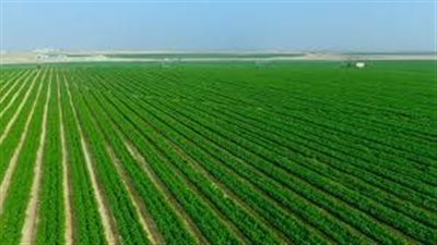  أستاذ بجامعة بنها: الأوزون يطيل عمر الغذاء ويقضي على الملوثات