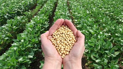 خبراء يكشفون استراتيجية الدولة لحماية الزراعة من تغيرات المناخ     