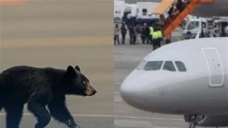 الدب في المطار