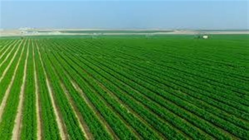 الزراعة في مصر