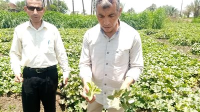 البحوث الزراعة تتفقد المراكز الإرشادية وتتابع أنشطته ببني سويف