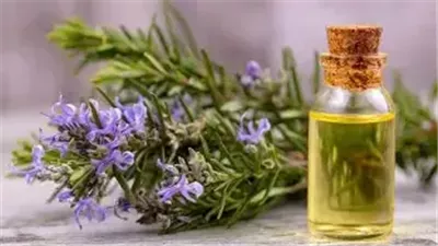 زيت إكليل الجبل.. رائحة عطرية تحفّز الذاكرة وتعزز التركيز