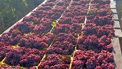 مصر ضمن أكبر منتجي العنب عالميًا.. وتستهدف توسيع صادراتها للأسواق الأوروبية 