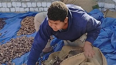 أطفال في وجه الشمس.. أطفال مسطاح البلح: «بنشقى عشان 25 جنيه»