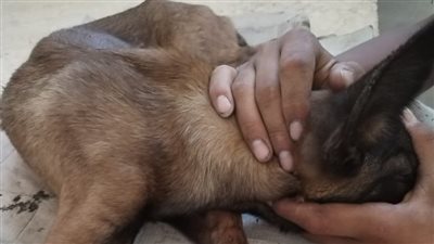 محافظ الإسماعيلية يتابع جهود الطب البيطري في تقديم الرعاية للحيوانات الأليفة 