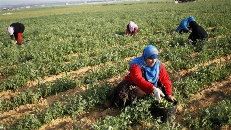 عاملات الزراعة