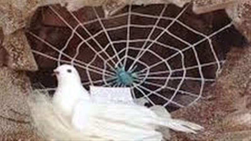 قصة العنكبوت والحمامة