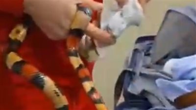 ثعابين وعقارب سامة.. القبض على راكب أجنبي في مطار القاهرة 