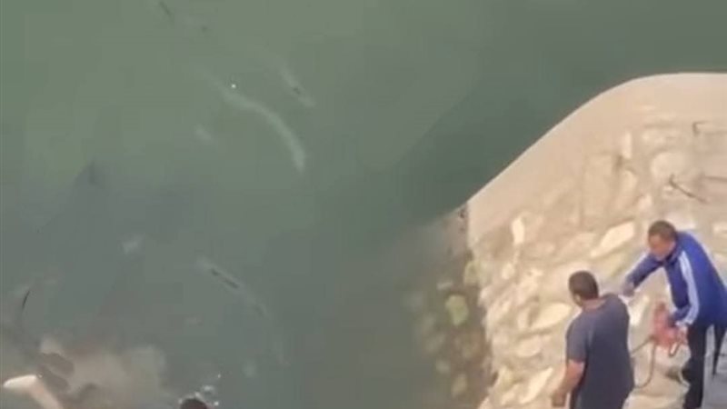صورة للغريق