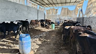 من قلب الريف.. الحاج علاء يطلق مشروعا لتسمين المواشي بعزبة الخزان في الفيوم 