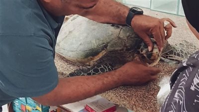 إنقاذ سلحفاة بحرية نادرة من نوع