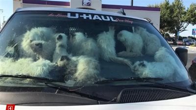 امرأة تحتجز أكثر من 100 قطة داخل سيارة في حرارة الصيف..تُعتقل|بالصور