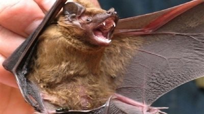 وفاة رجل أسترالي بعد إصابته بفيروس نادر من الخفافيش.. لا علاج له حتى الآن