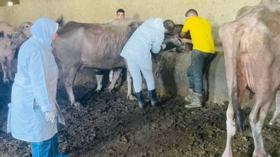 استمرار جهود 