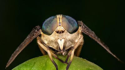 جيش الذباب يغزو أحياء إسرائيل الراقية.. وتحذيرات صحية من كارثة وشيكة