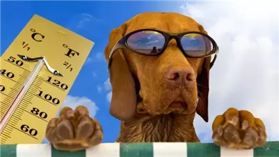 طقس أكثر حرارة مما تتخيل.. هل سمعت من قبل عن أيام الكلب؟
