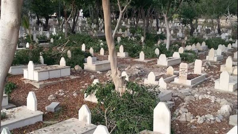 زرع الأشجار بجوار