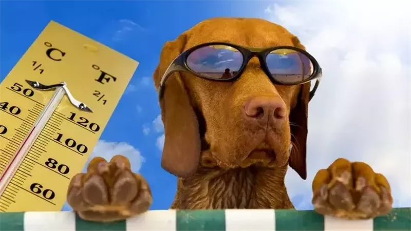 أيام الكلب