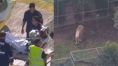 الأسد لم يُقتل والضحية بُترت ذراعها.. ماذا حدث في دارلينغ داونز؟