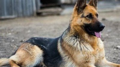 هل يجوز تربية الكلاب بغرض الحراسة؟ الإفتاء توضح الحكم