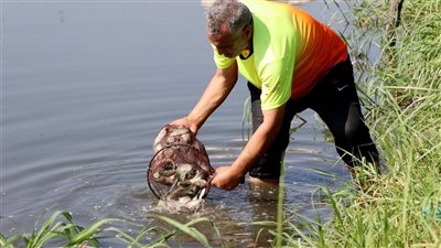 نائب محافظ الإسماعيلية يتابع إنزال دفعة جديدة من زريعة أسماك البلطي
