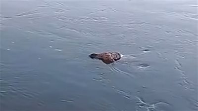 انتشال جثة مجهولة من ترعة الإبراهيمية بملوي في المنيا