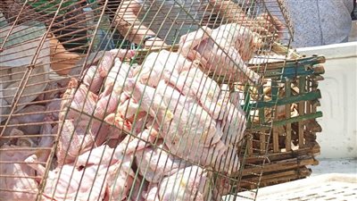 ضبط كمية كبيرة من الدواجن النافقة قبل بيعها بالاسواق في بورسعيد