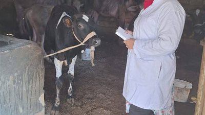 مجهودات مستمرة  لمديرية الطب البيطري بالسويس لحماية وتنمية الثروة الحيوانية
